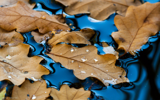 Herbstblätter im Wasser