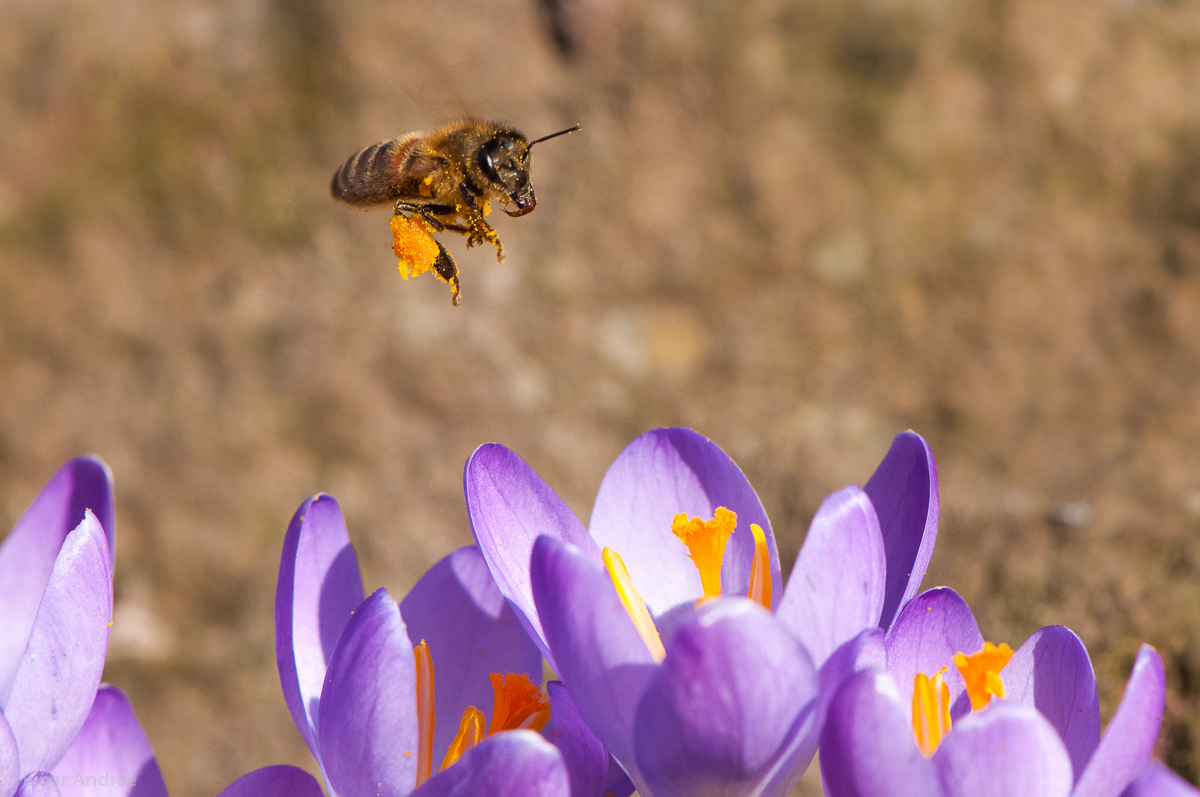 Biene fliegt auf Krokusblüte