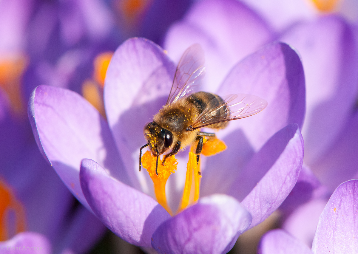 Biene in einer Krokusblüte