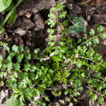 wpid2059-spring-schaumkraut.jpg