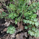 wpid2114-wiesenschaumkraut.jpg