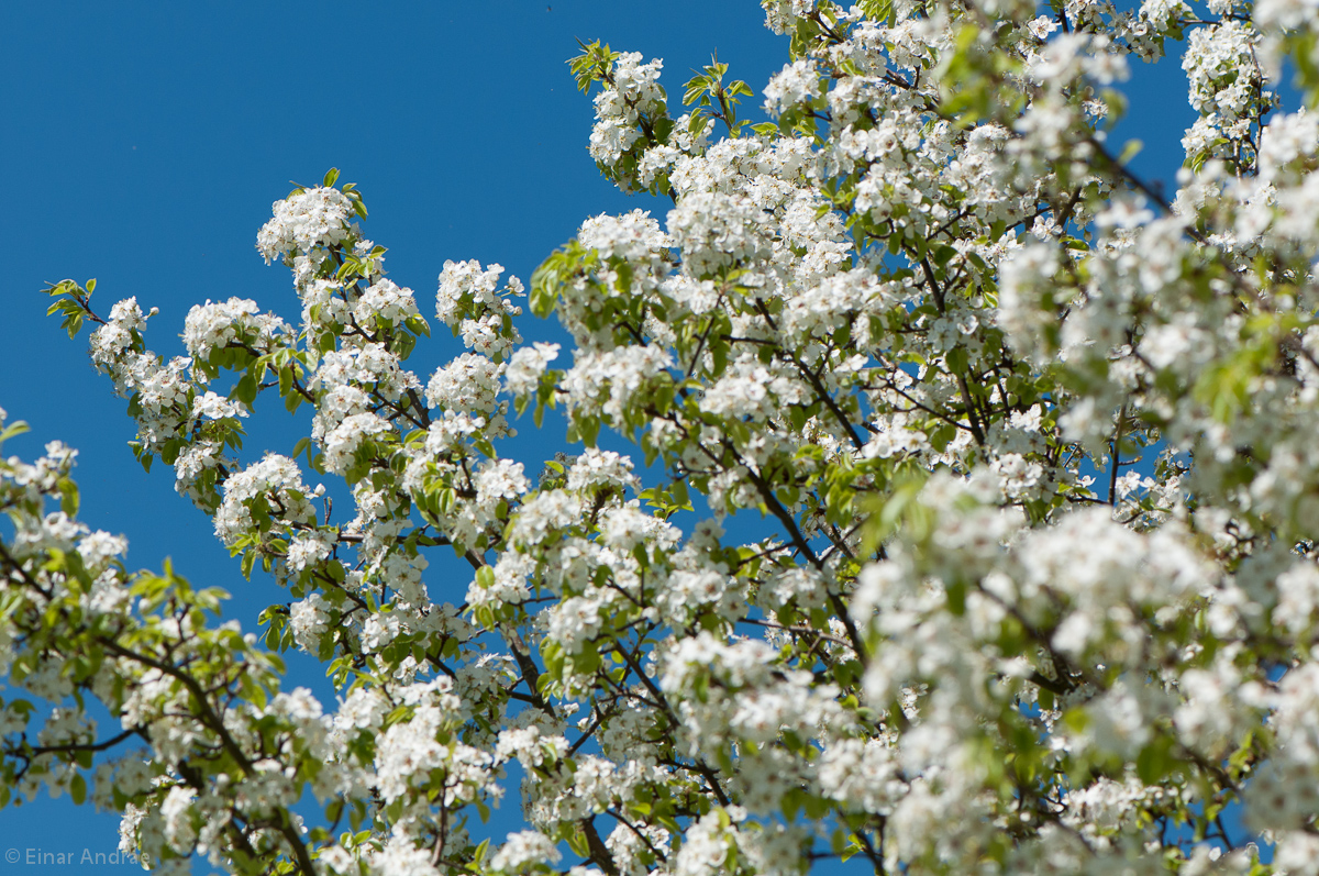 Blüten an einem wilden Birnbaum