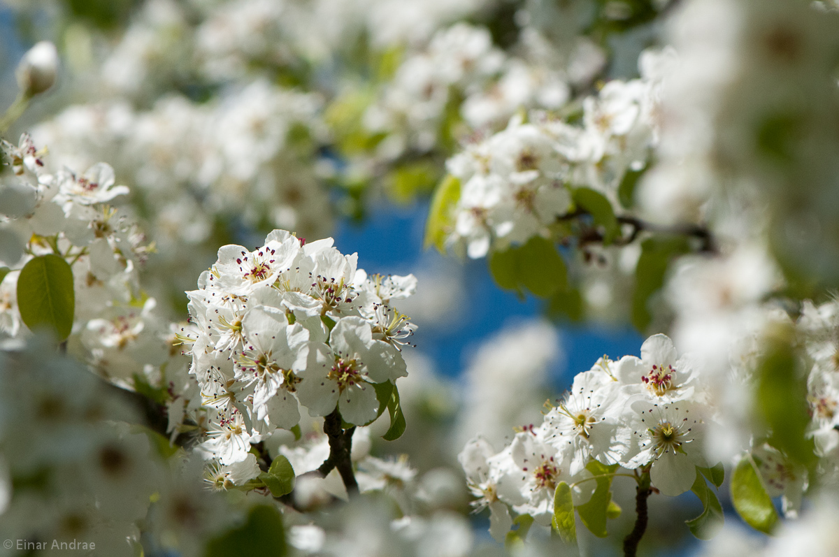 Blüten an einem wilden Birnbaum